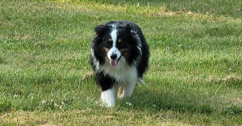 Enlarge 0959 Maisey, a Adoptable Australian Shepherd in Ringwood, IL image 1/3