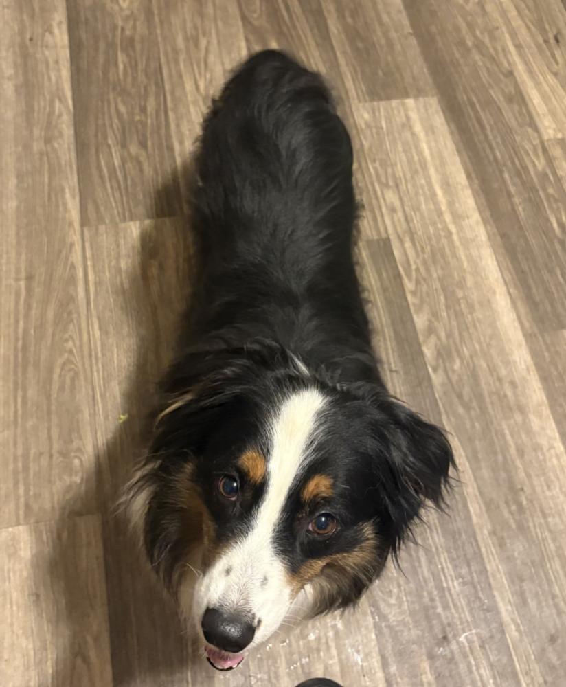 Enlarge 0959 Maisey, a Adoptable Australian Shepherd in Ringwood, IL image 2/3