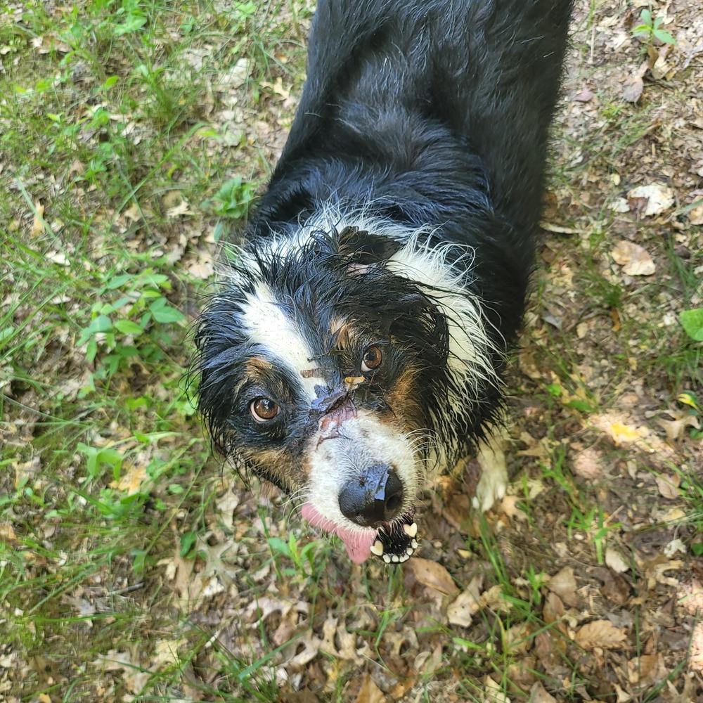 Enlarge 0959 Maisey, a Adoptable Australian Shepherd in Ringwood, IL image 3/3