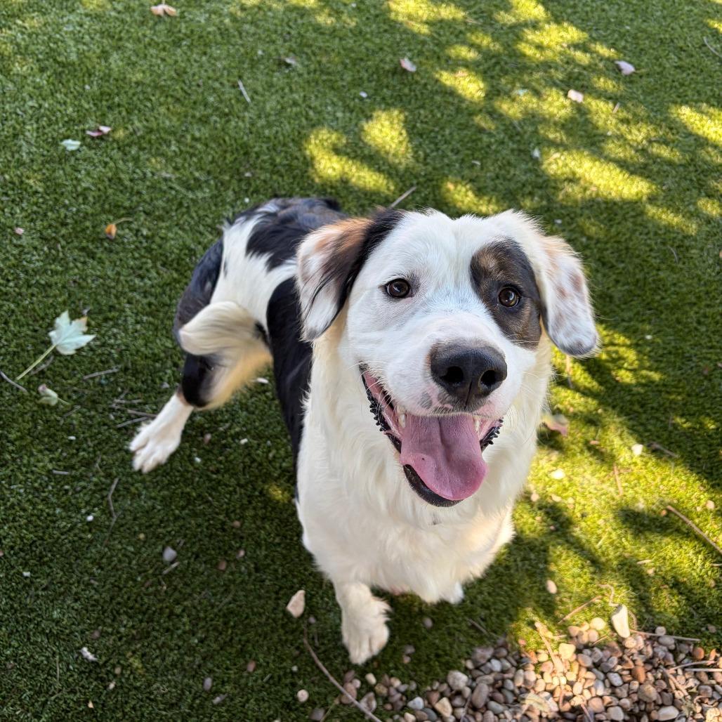 Bates, Adoptable, Adult Male Bernese Mountain Dog & Mixed Breed.