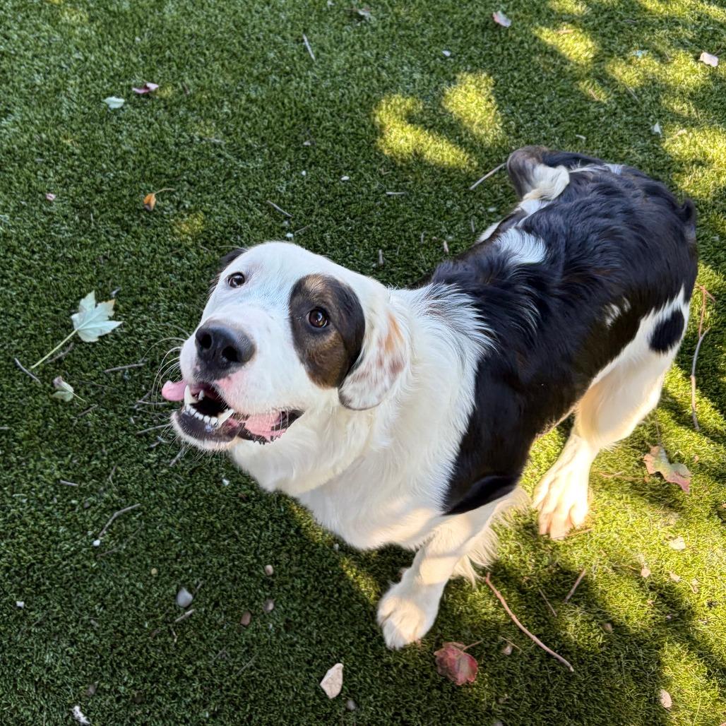 Enlarge Bates, a Adoptable mixed breed in Greensboro, GA image 2/3