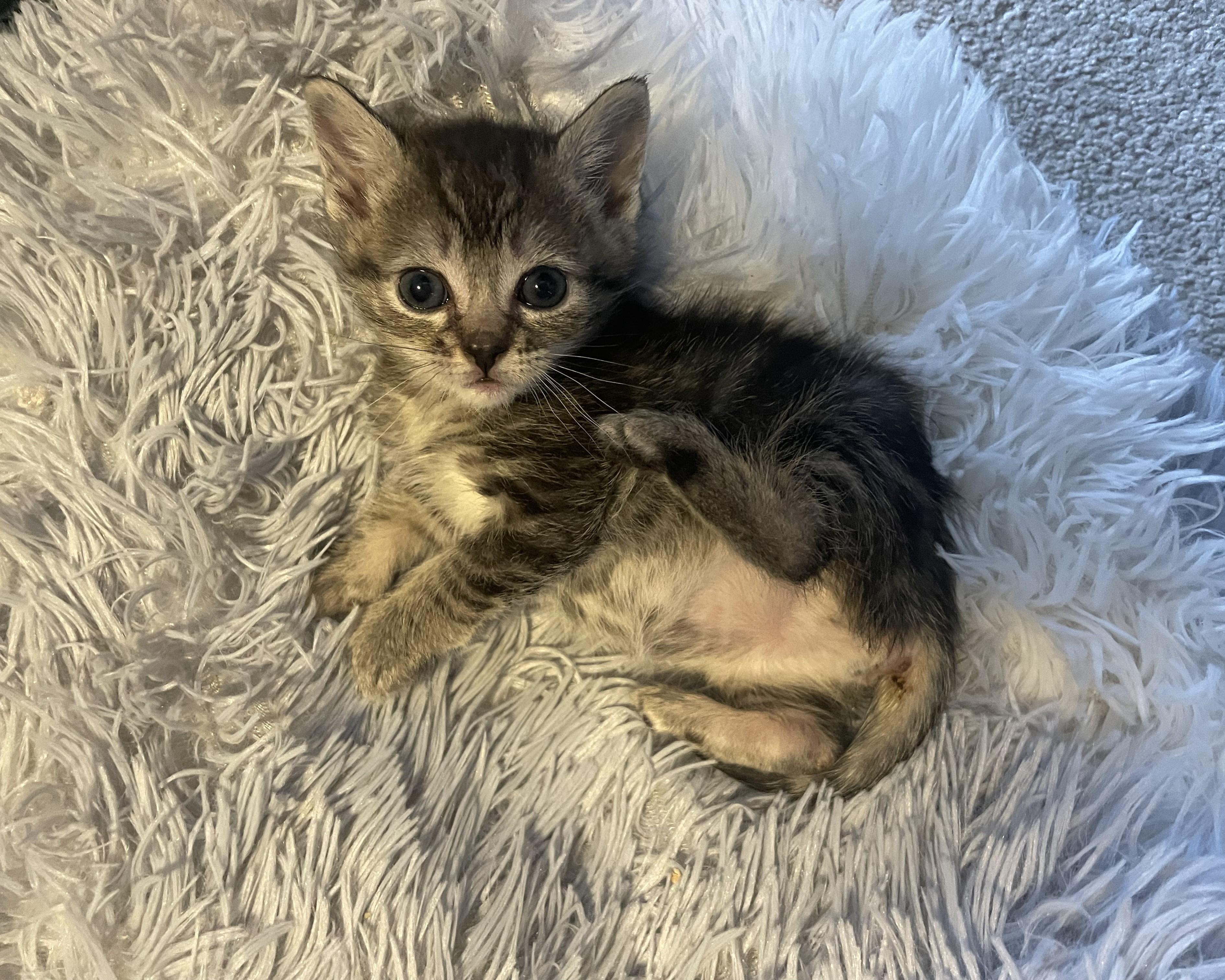 Spiderlily, adopted, Kitten Female Domestic Short Hair.