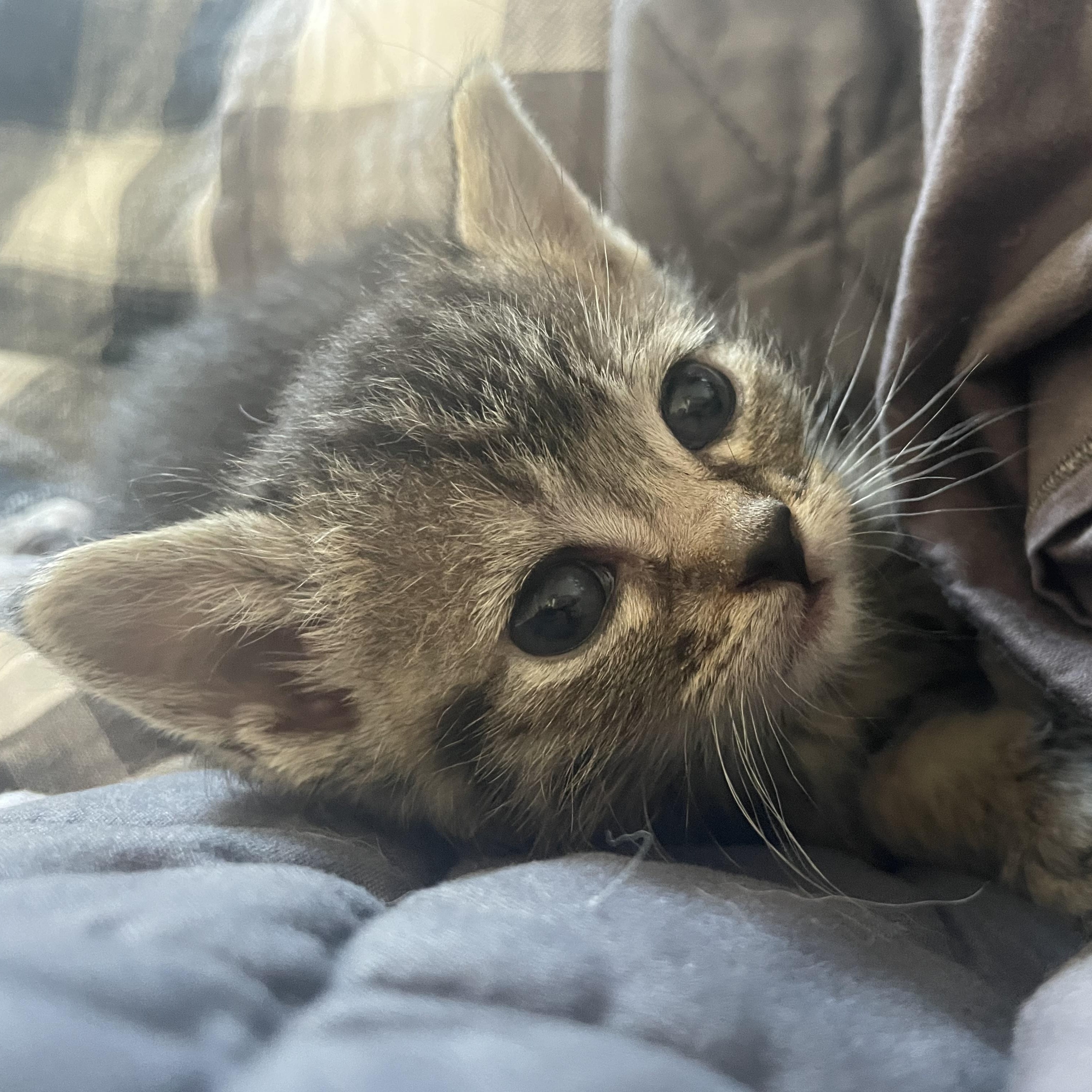 Enlarge Spiderlily, an adopted Domestic Short Hair in Calgary, AB image 2/2