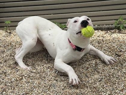 Sussudio (NLOL Training), Adoptable, Adult Female Pit Bull Terrier & Mixed Breed.