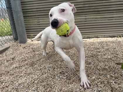 Enlarge Sussudio (NLOL Training), a Adoptable mixed breed in New Orleans, LA image 2/3