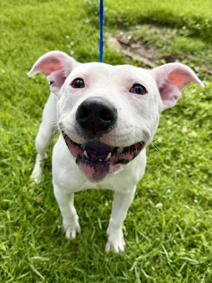 Enlarge Sussudio (NLOL Training), a Adoptable mixed breed in New Orleans, LA image 3/3
