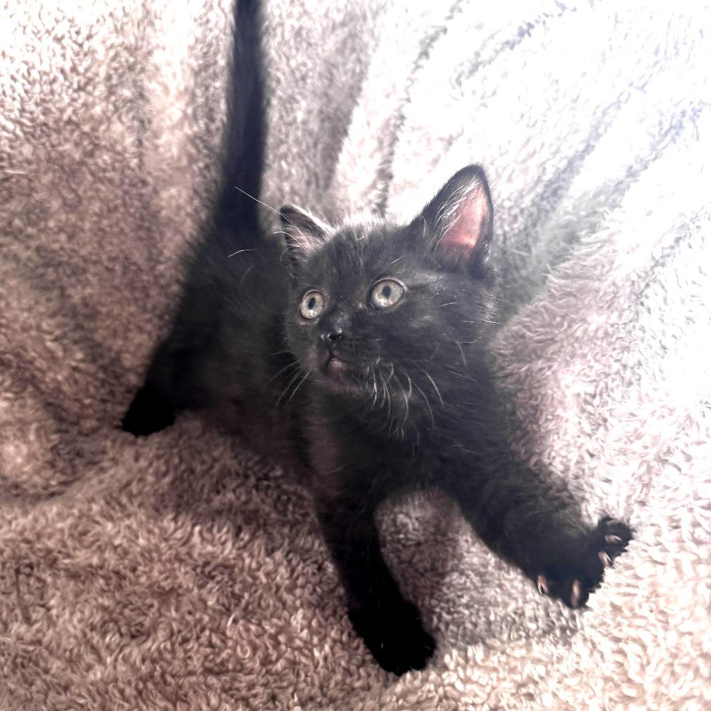 Tweety, Adoptable, Kitten Female Domestic Short Hair.