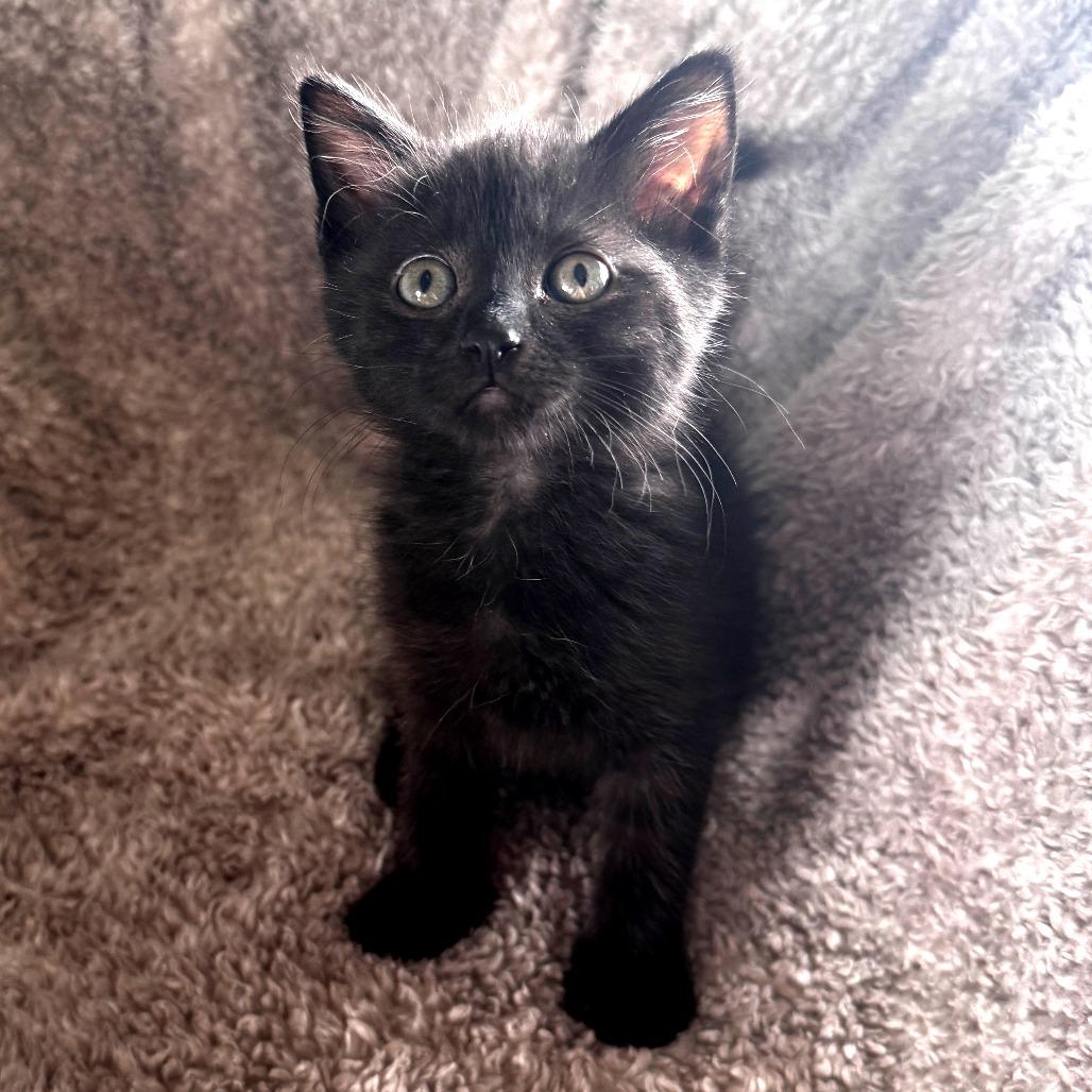 Tweety, a Adoptable Domestic Short Hair in Wichita, KS image 2/5