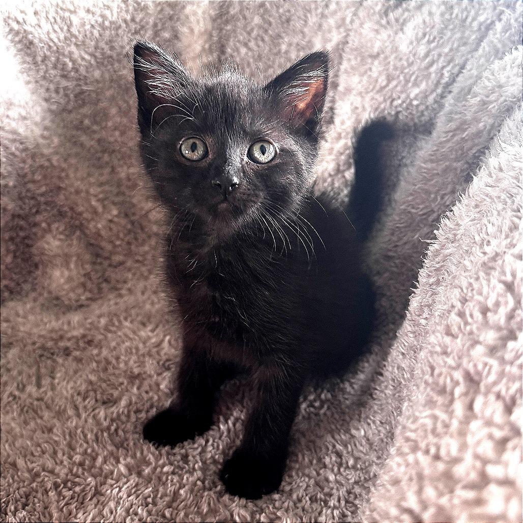 Tweety, a Adoptable Domestic Short Hair in Wichita, KS image 3/5