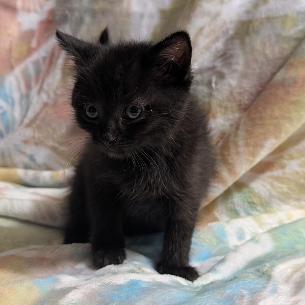 Tweety, a Adoptable Domestic Short Hair in Wichita, KS image 4/5