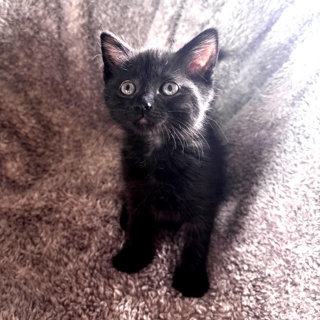 Tweety, a Adoptable Domestic Short Hair in Wichita, KS image 5/5