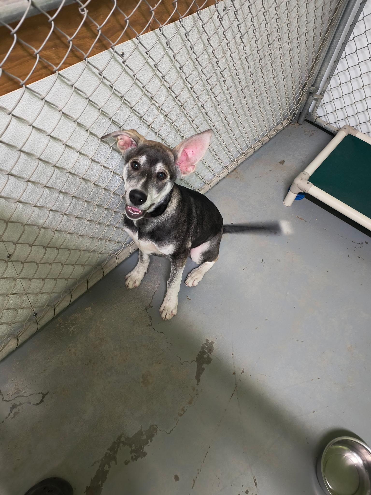 Enlarge Olaf, a Adoptable mixed breed in Fort Smith, NT image 3/4