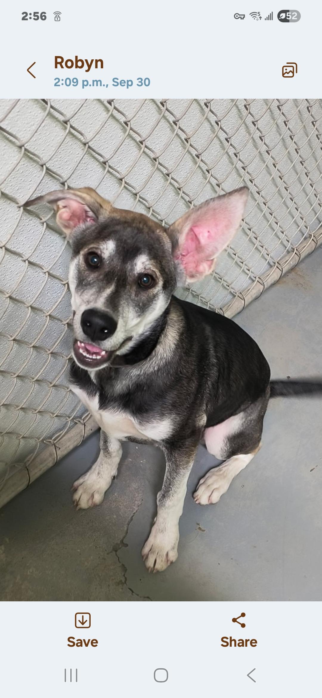 Olaf, Adoptable, Young Male Husky & German Shepherd Dog.