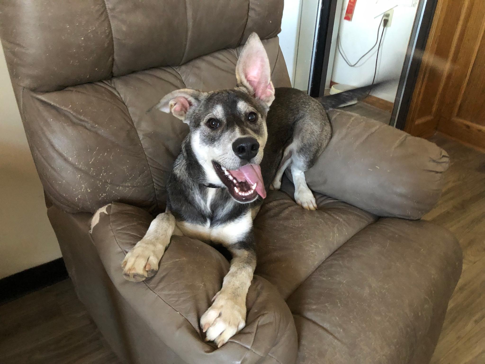 Olaf, Adoptable, Young Male Husky & German Shepherd Dog.