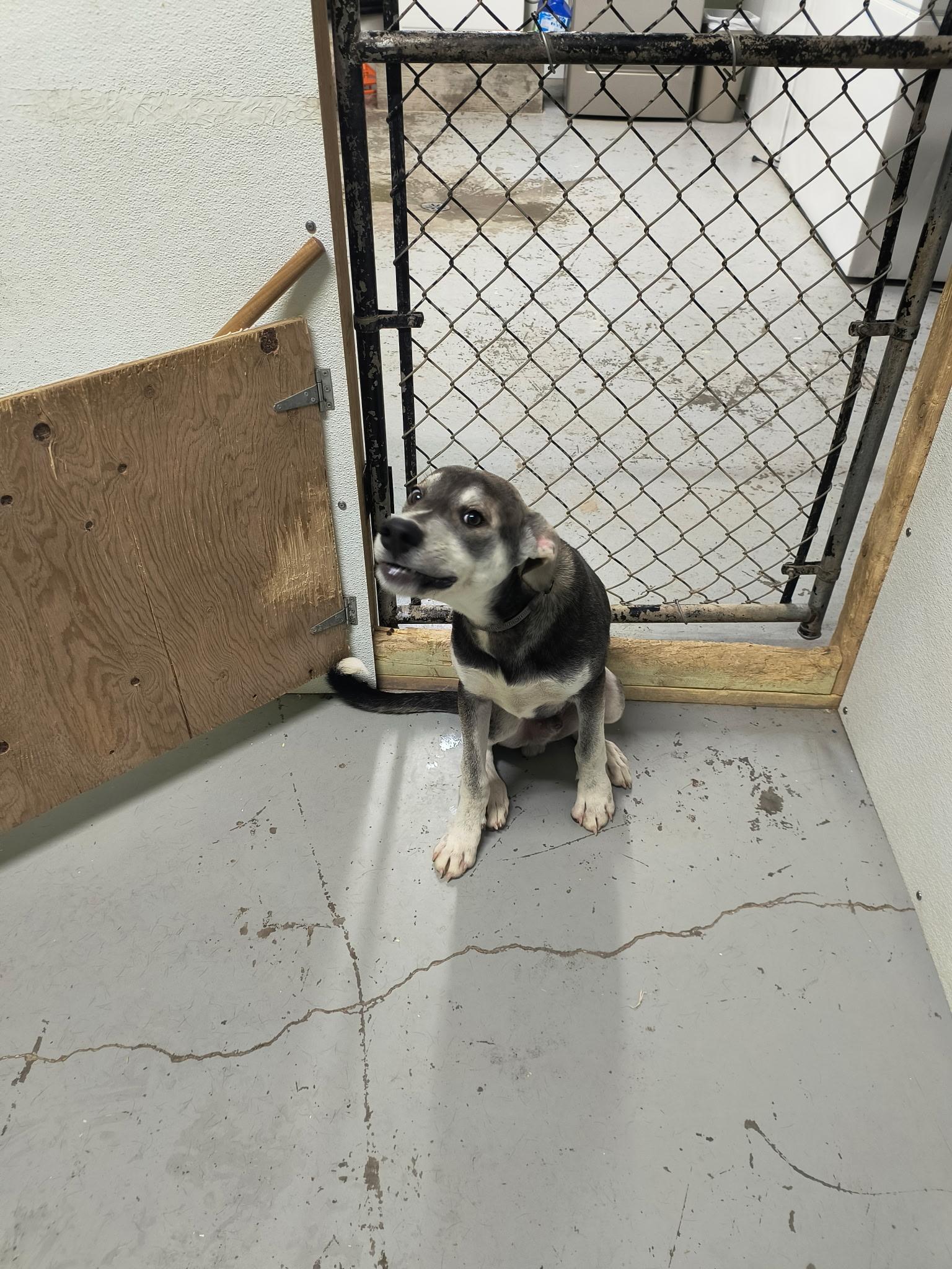 Enlarge Olaf, a Adoptable mixed breed in Fort Smith, NT image 4/4