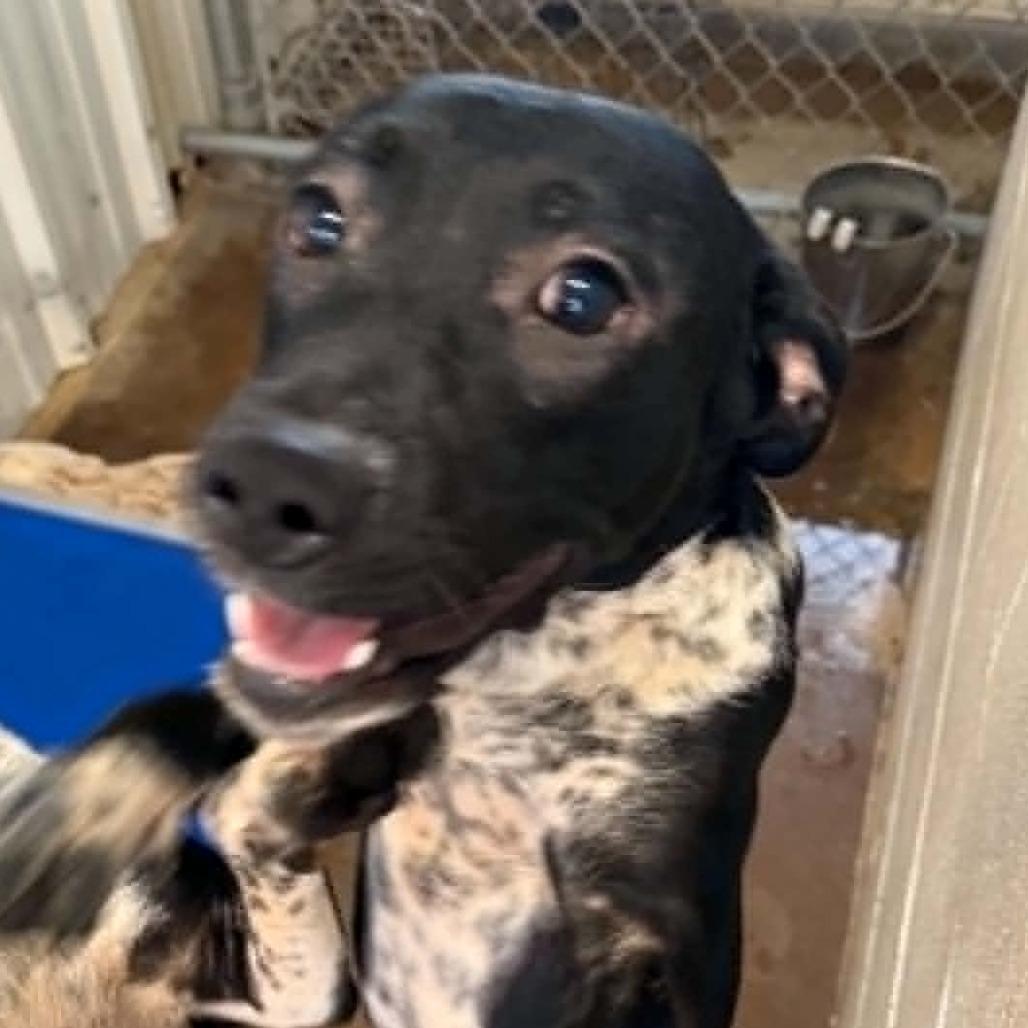 Enlarge Yacht, a Adoption Pending mixed breed in Stephenville, TX image 2/3