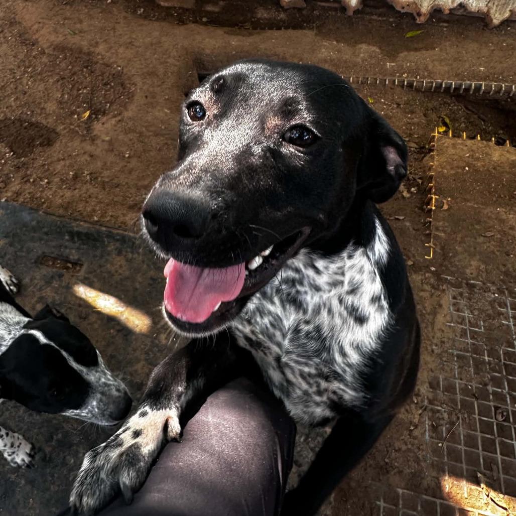 Enlarge Yacht, a Adoption Pending mixed breed in Stephenville, TX image 1/3