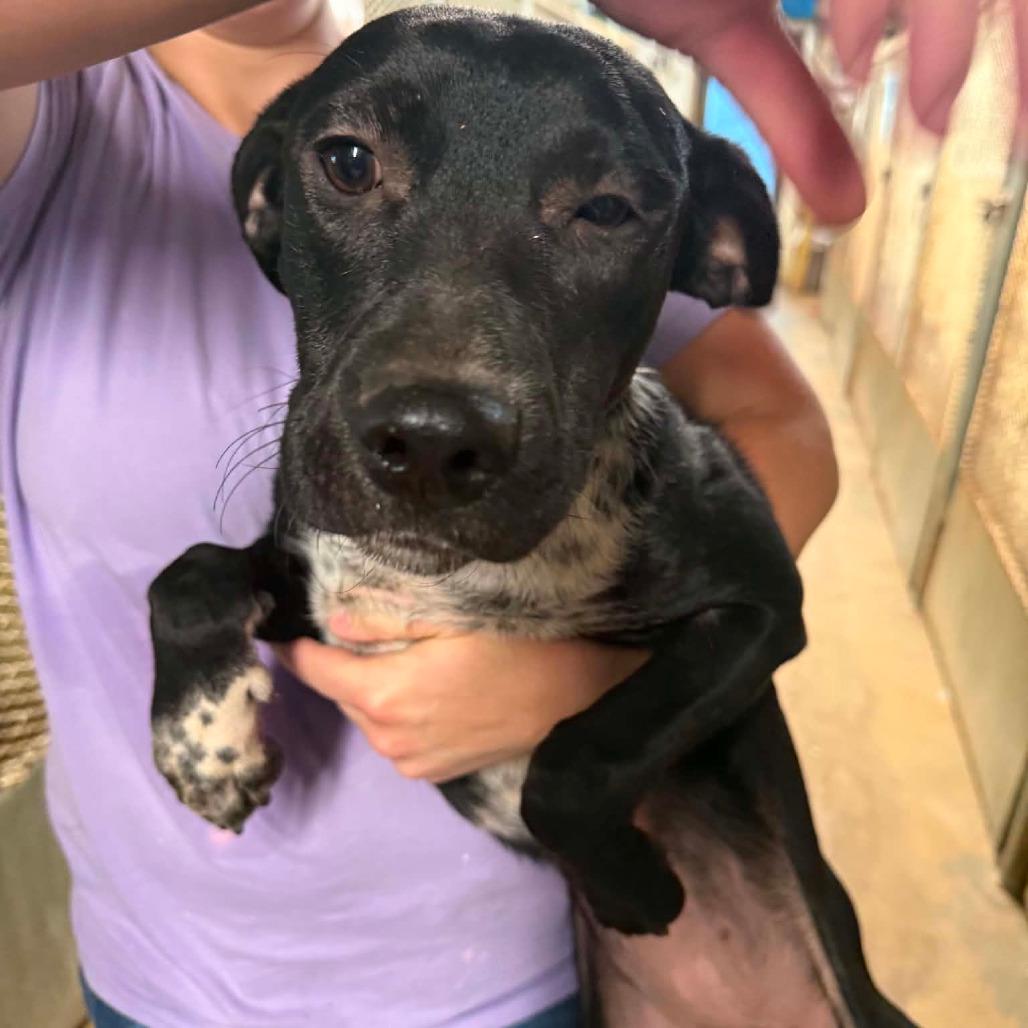 Enlarge Yacht, a Adoption Pending mixed breed in Stephenville, TX image 3/3