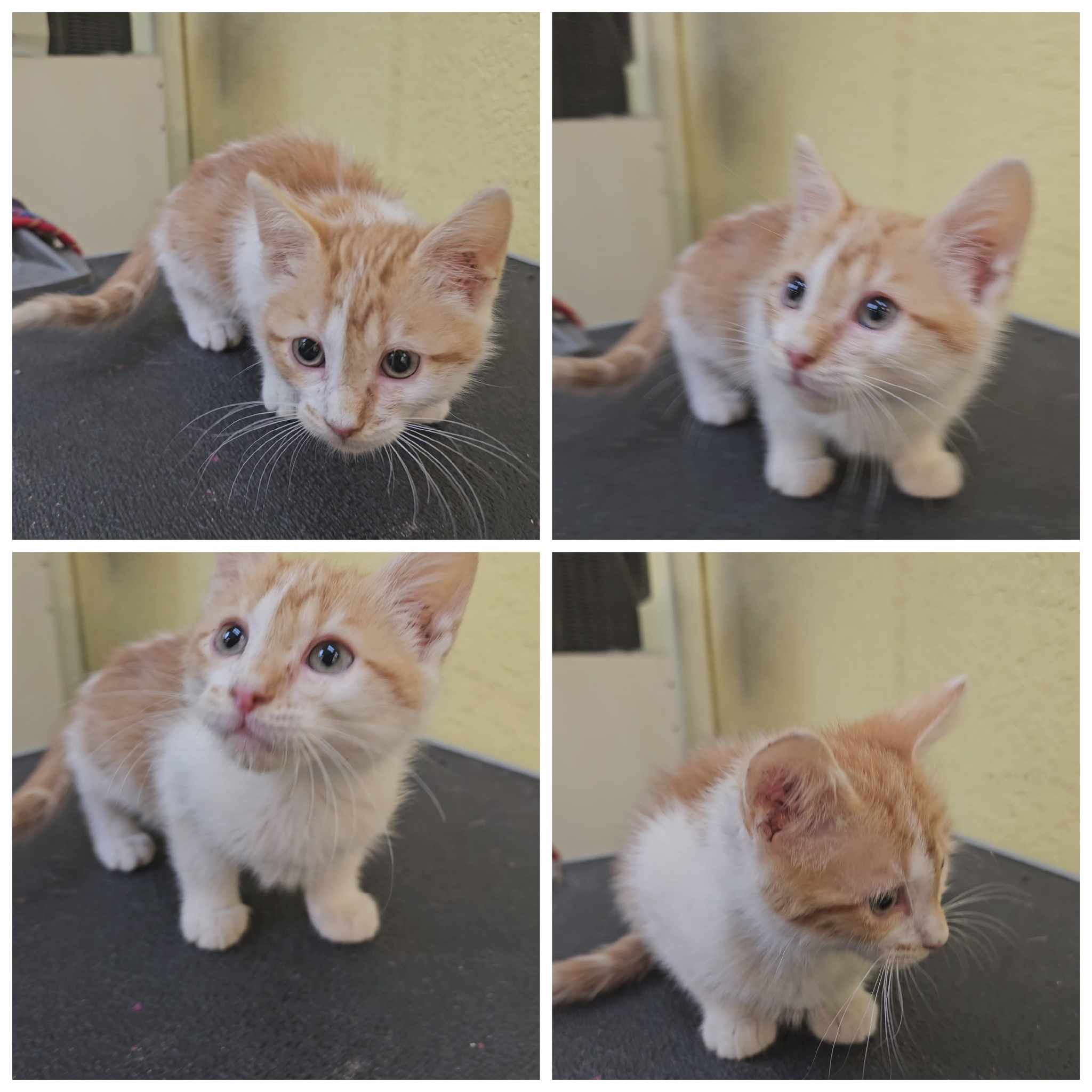 Cat for adoption Gandalf, a Domestic Short Hair in Justin, TX Petfinder