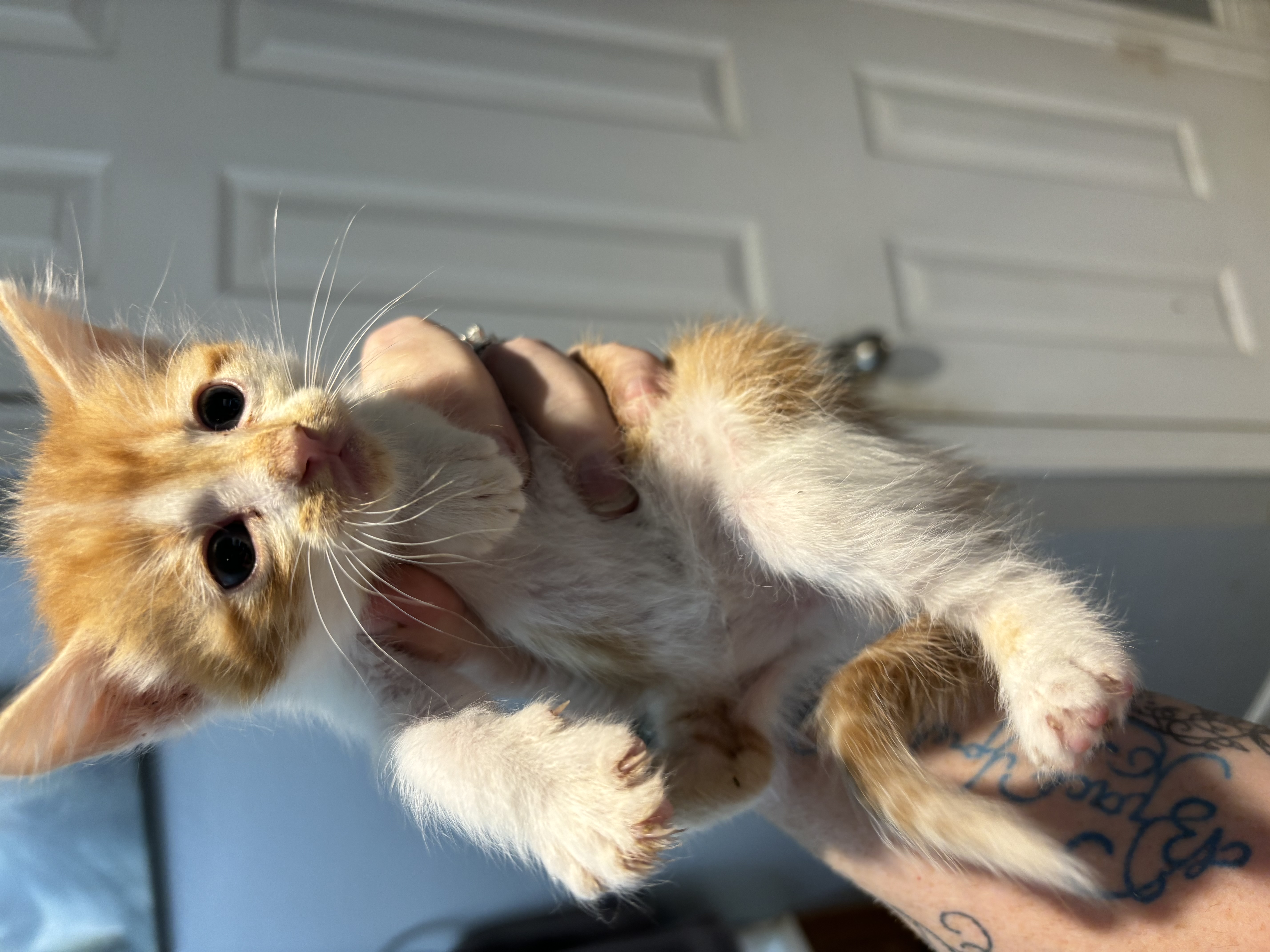 Cat for adoption Gandalf, a Domestic Short Hair in Justin, TX Petfinder