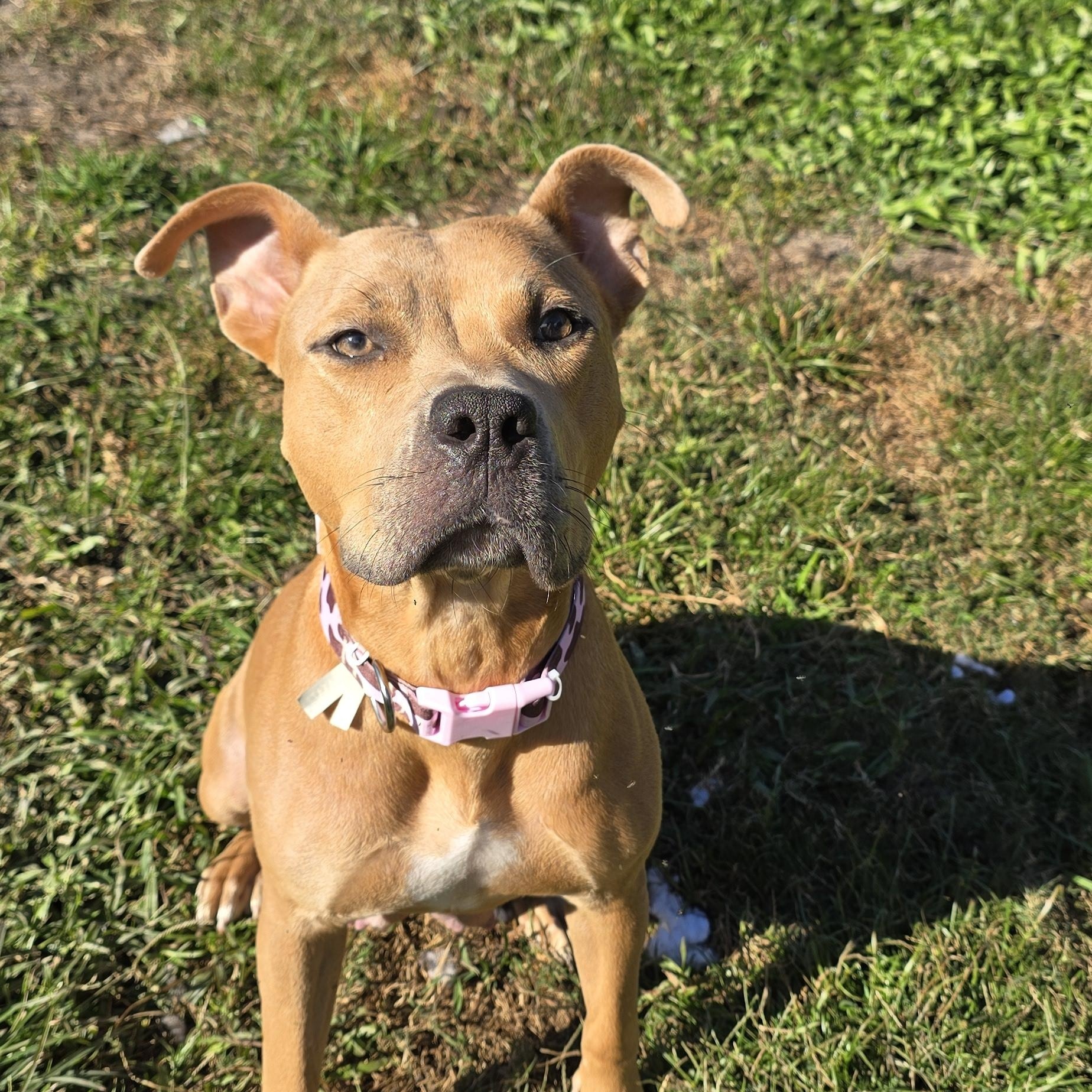 Enlarge Rubia, a Adoptable Pit Bull Terrier in Kissimmee, FL image 2/4