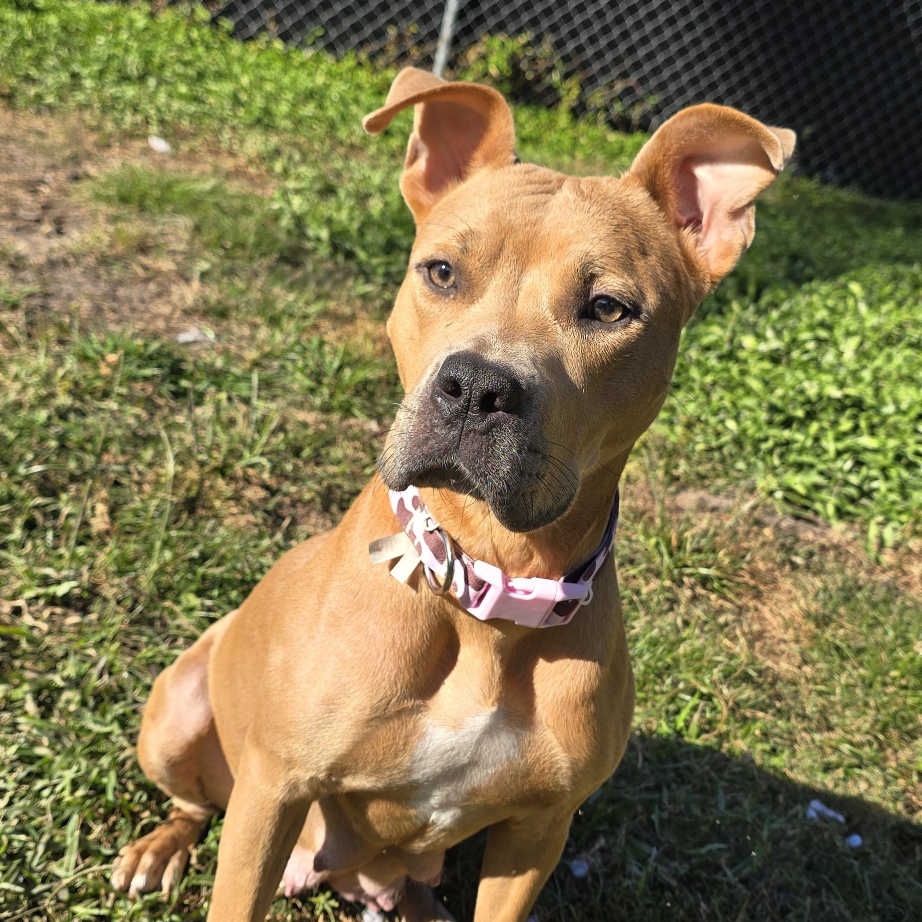 Enlarge Rubia, a Adoptable Pit Bull Terrier in Kissimmee, FL image 3/4