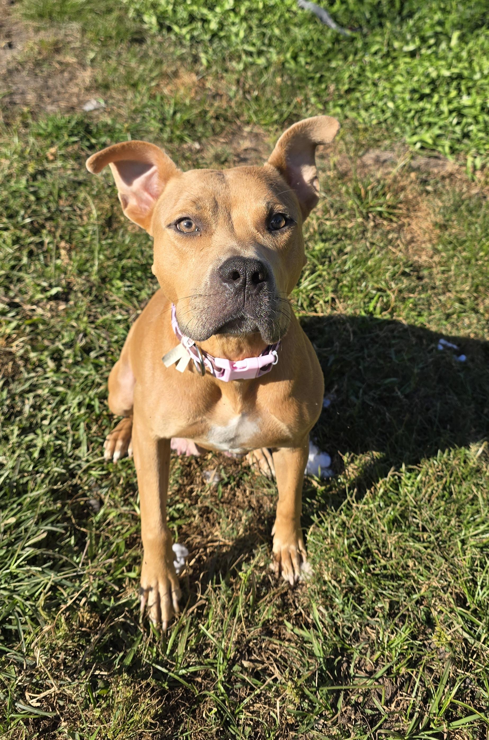 Enlarge Rubia, a Adoptable Pit Bull Terrier in Kissimmee, FL image 4/4