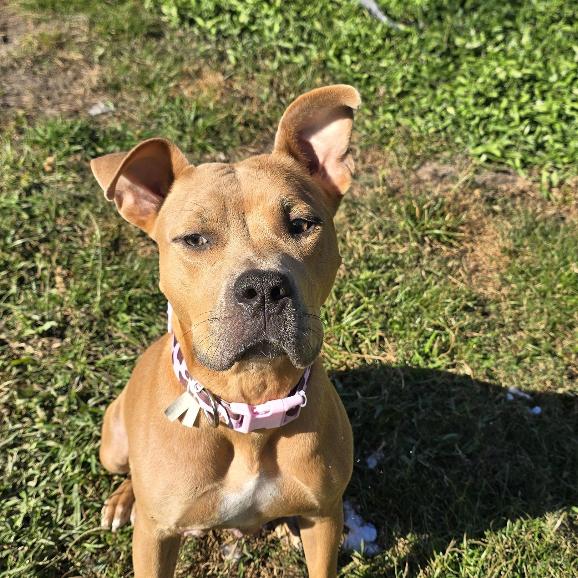 Enlarge Rubia, a Adoptable Pit Bull Terrier in Kissimmee, FL image 1/4