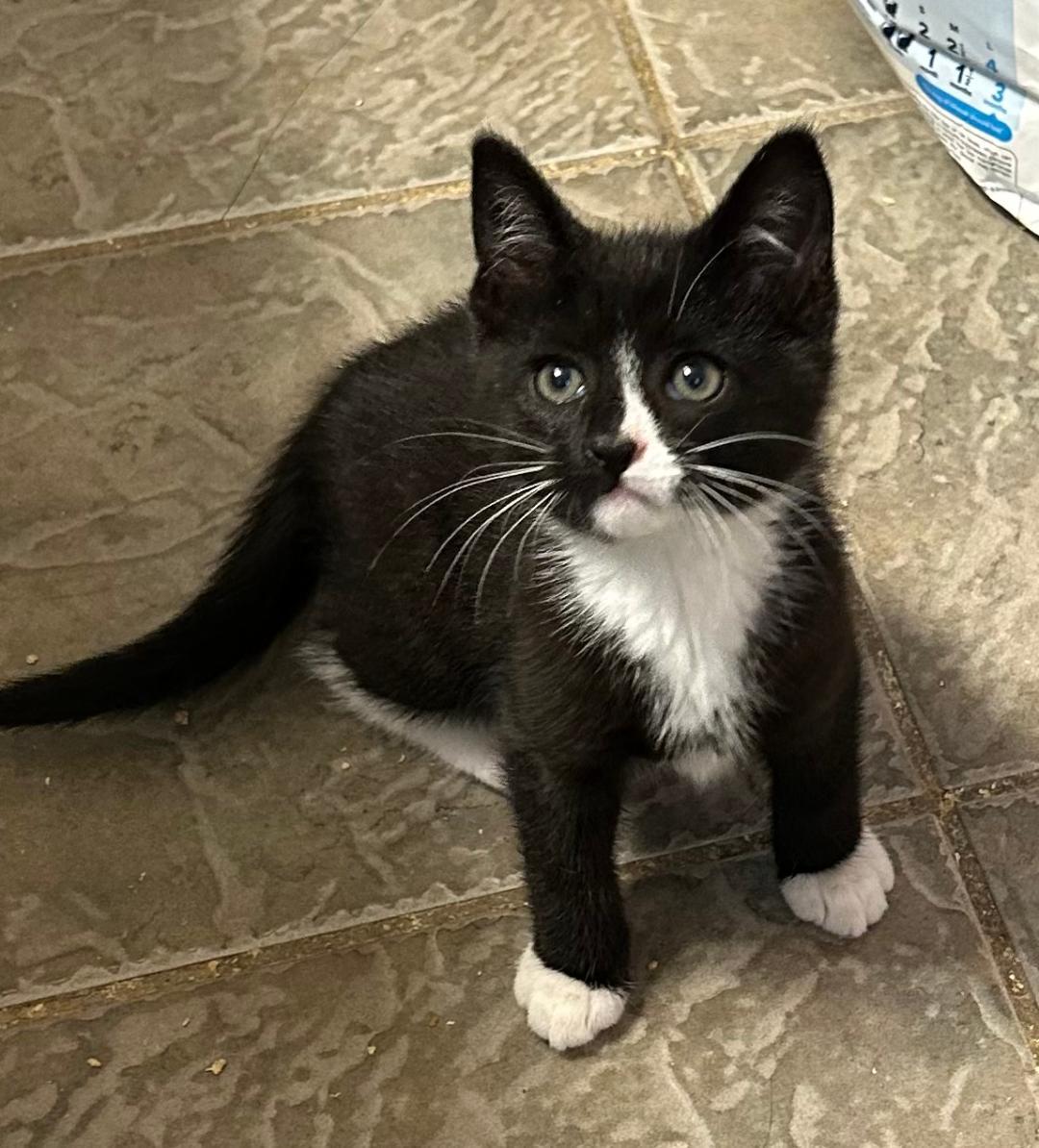 Luke, Baby Male Domestic Short Hair