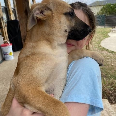 Enlarge Princess, a Adoptable Mixed Breed in Austin, TX image 2/4