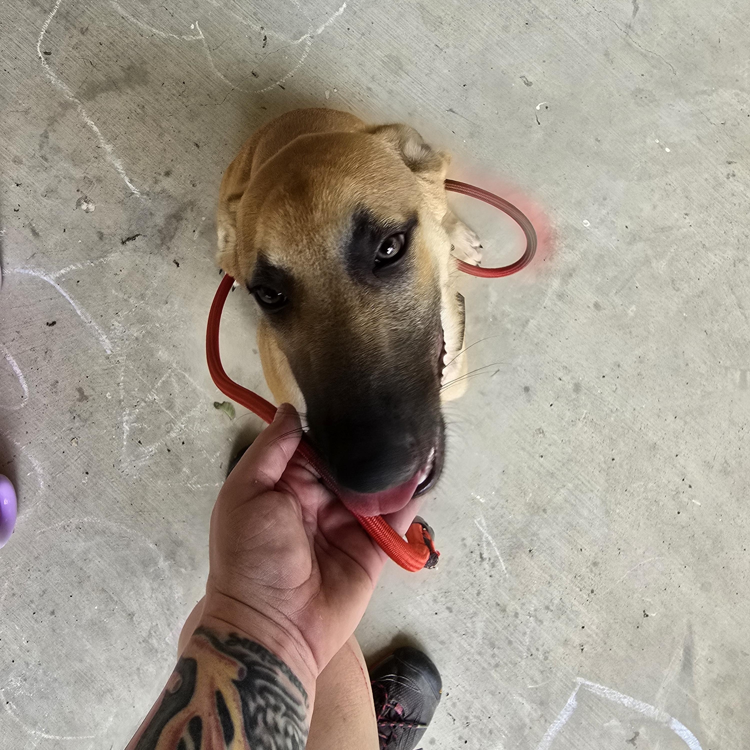 Enlarge Princess, a Adoptable Mixed Breed in Austin, TX image 3/4