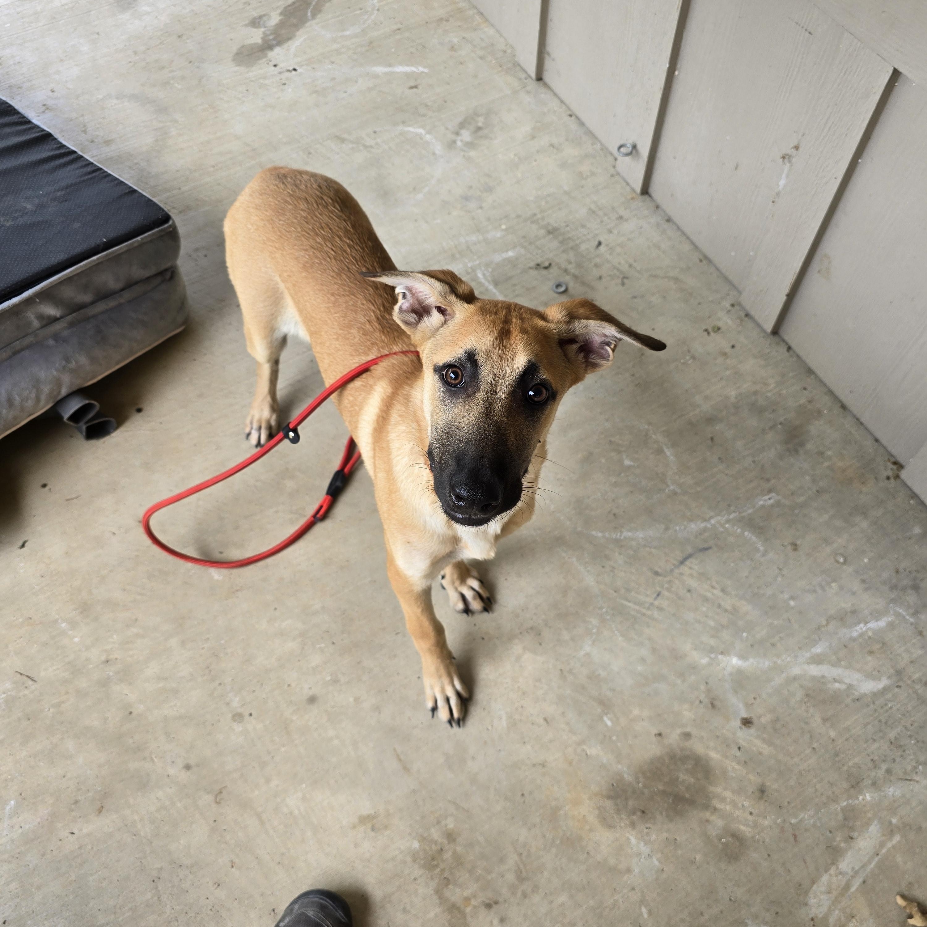 Princess, Adoptable, Puppy Female Mixed Breed.