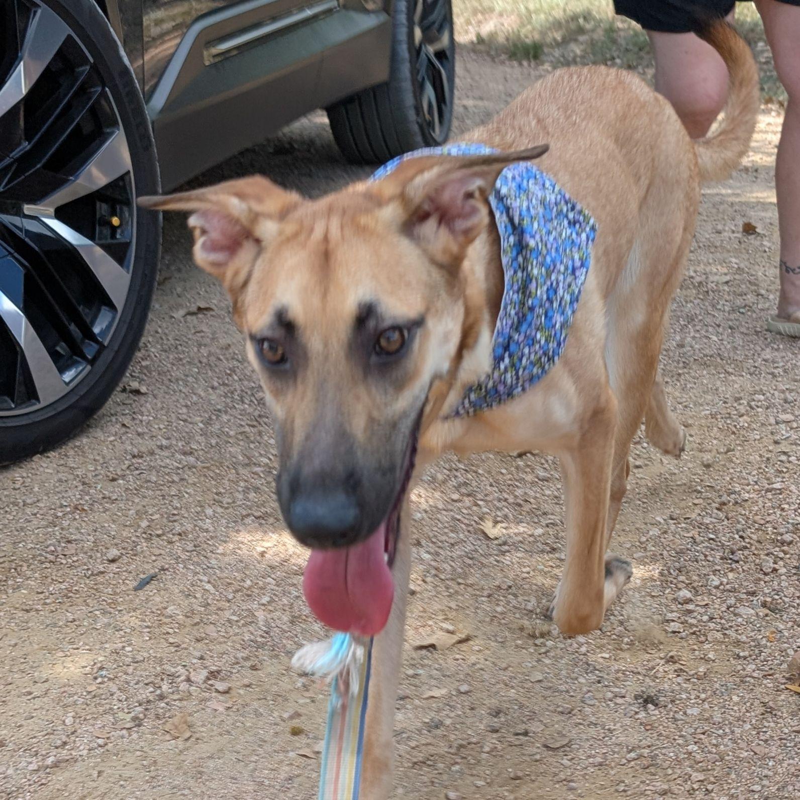 Enlarge Princess, a Adoptable mixed breed in Austin, TX image 5/5