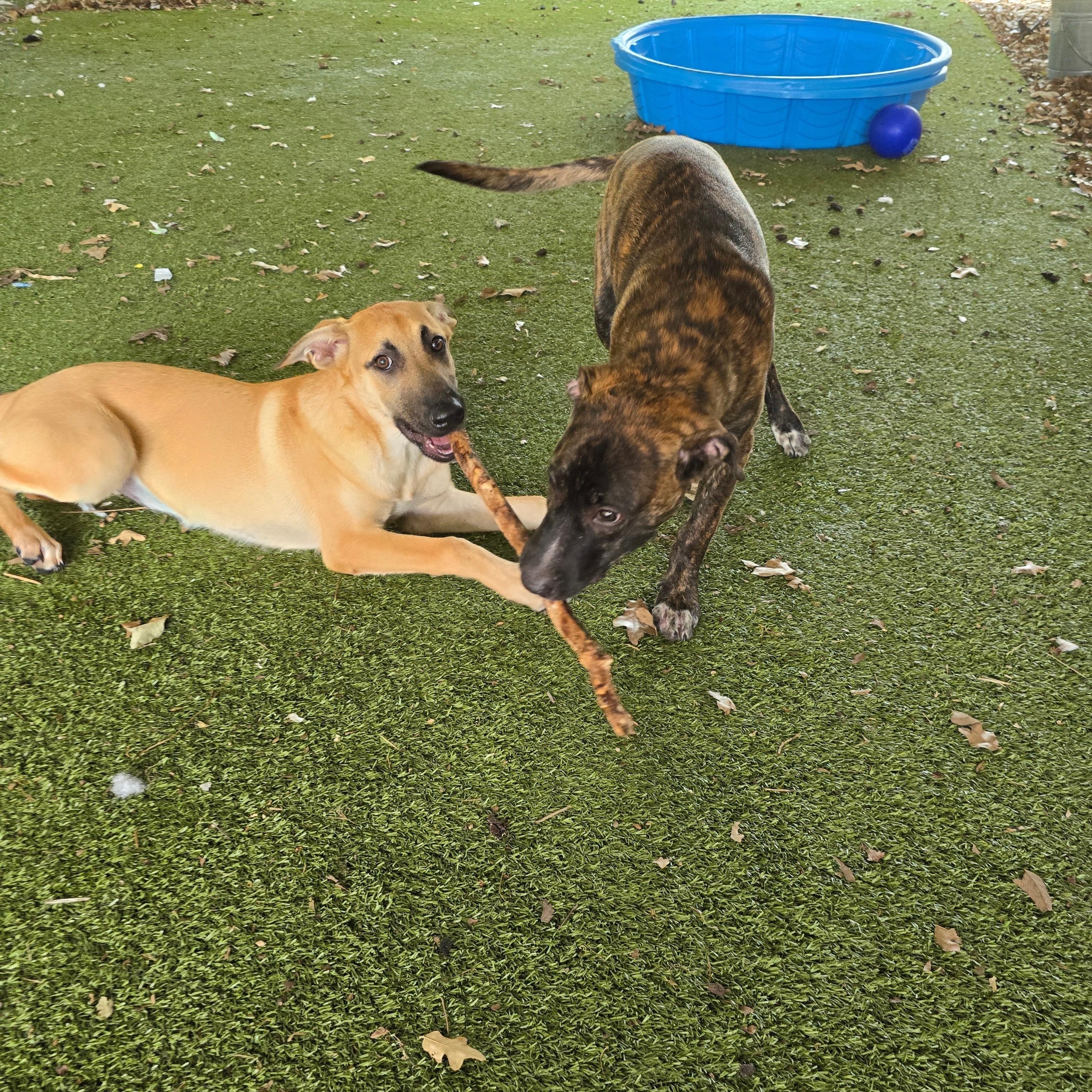 Enlarge Princess, a Adoptable Mixed Breed in Austin, TX image 4/4