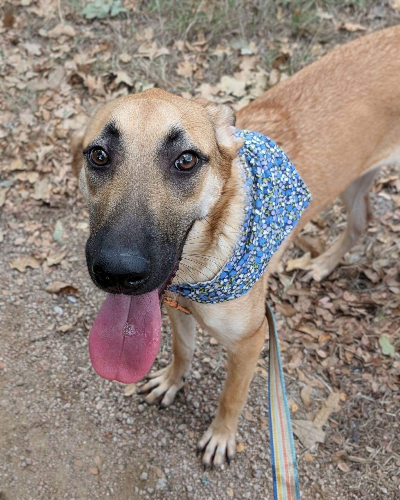 Enlarge Princess, a Adoptable mixed breed in Austin, TX image 2/5