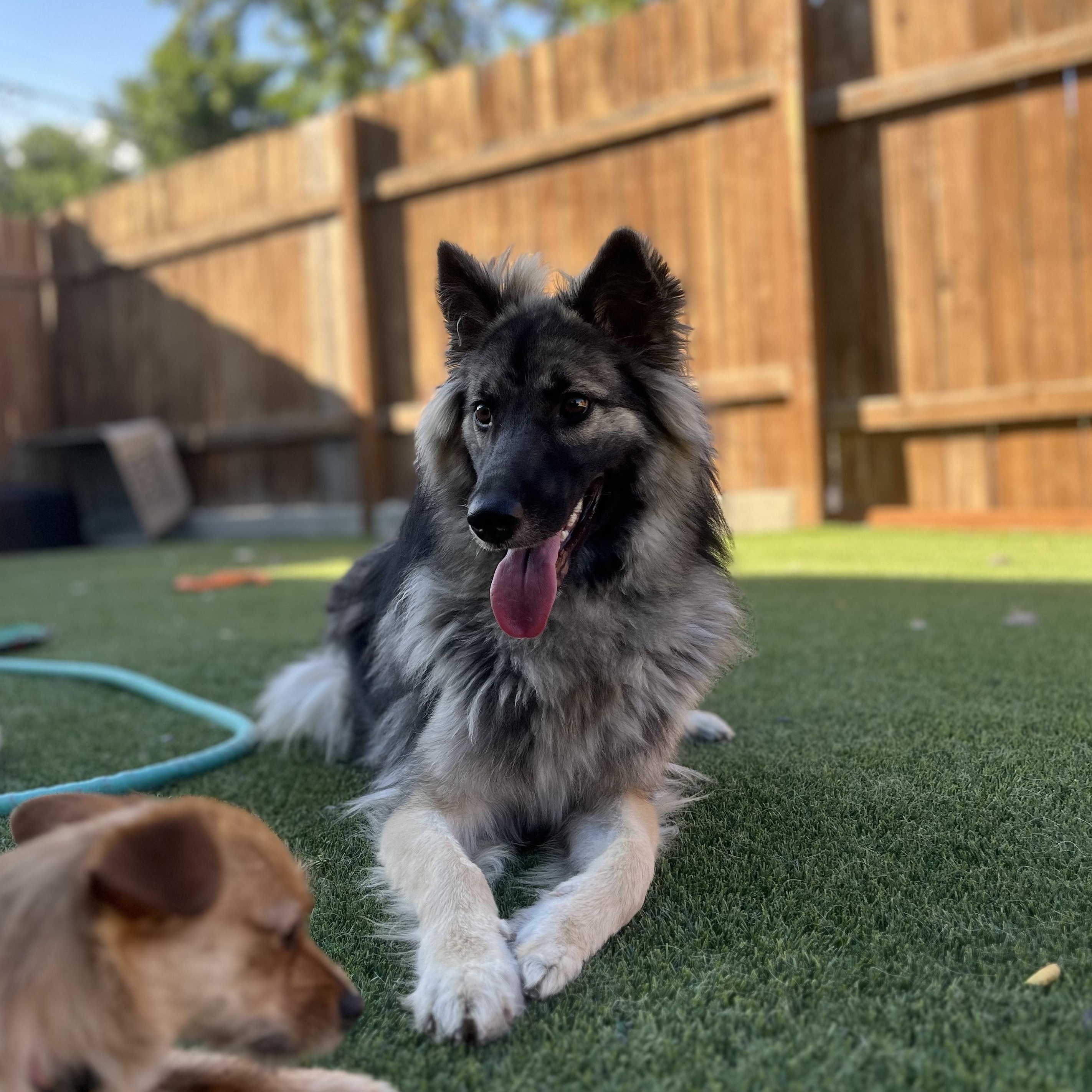 Shyla