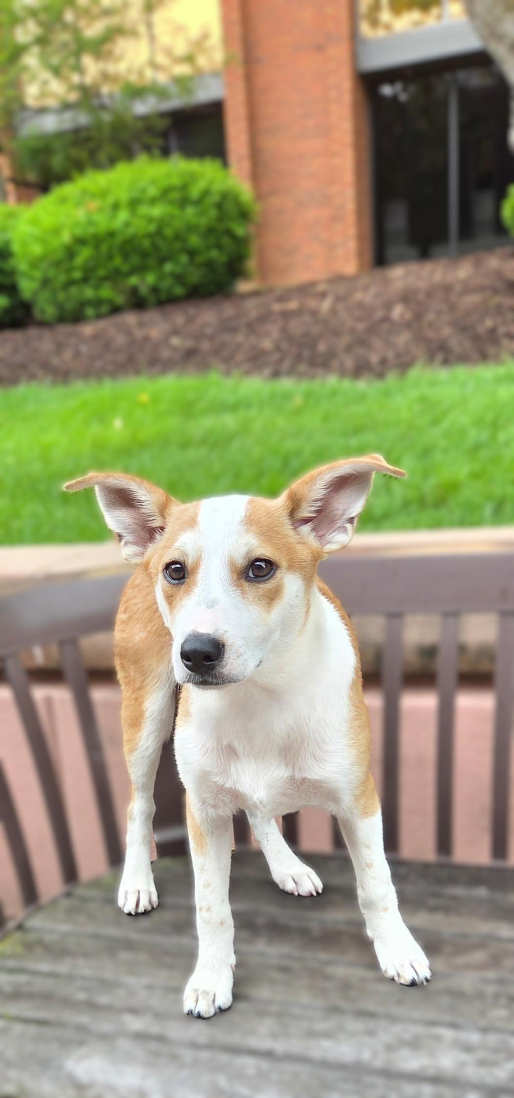 Enlarge Prissy, an adopted mixed breed in Bridgeton, MO image 2/6
