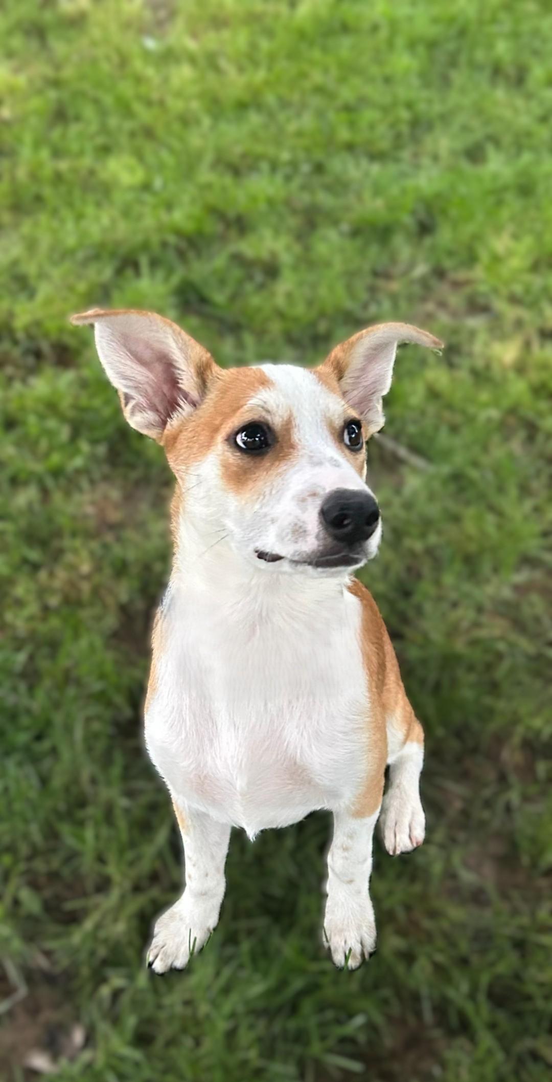 Enlarge Prissy, an adopted mixed breed in Bridgeton, MO image 5/6