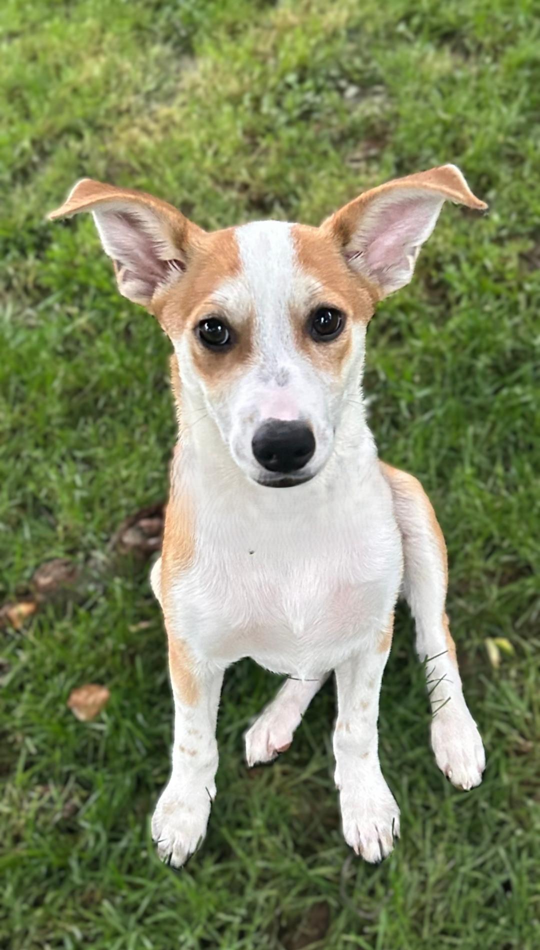 Enlarge Prissy, an adopted mixed breed in Bridgeton, MO image 6/6