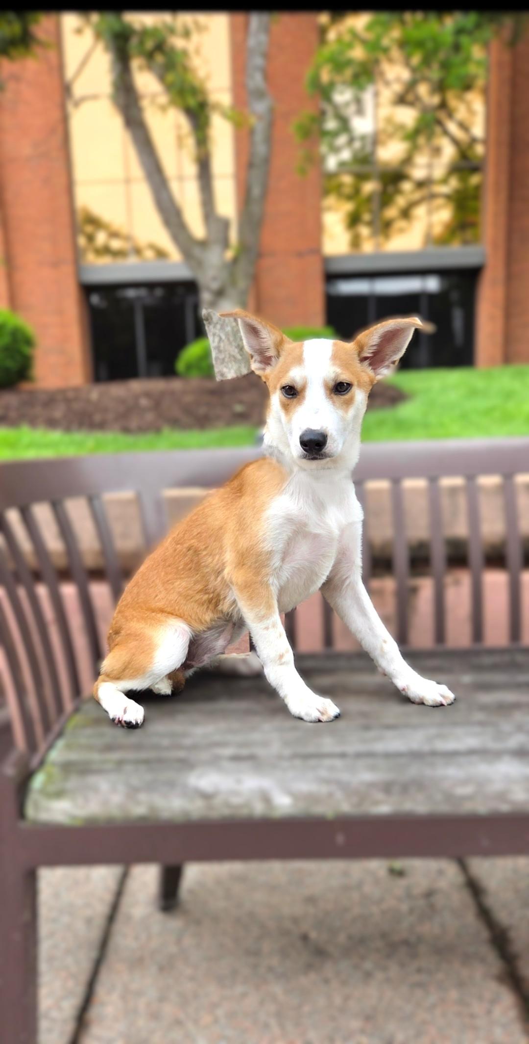 Enlarge Prissy, an adopted mixed breed in Bridgeton, MO image 4/6