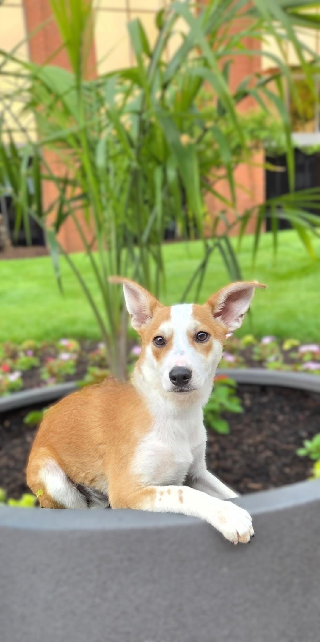 Enlarge Prissy, an adopted mixed breed in Bridgeton, MO image 3/6