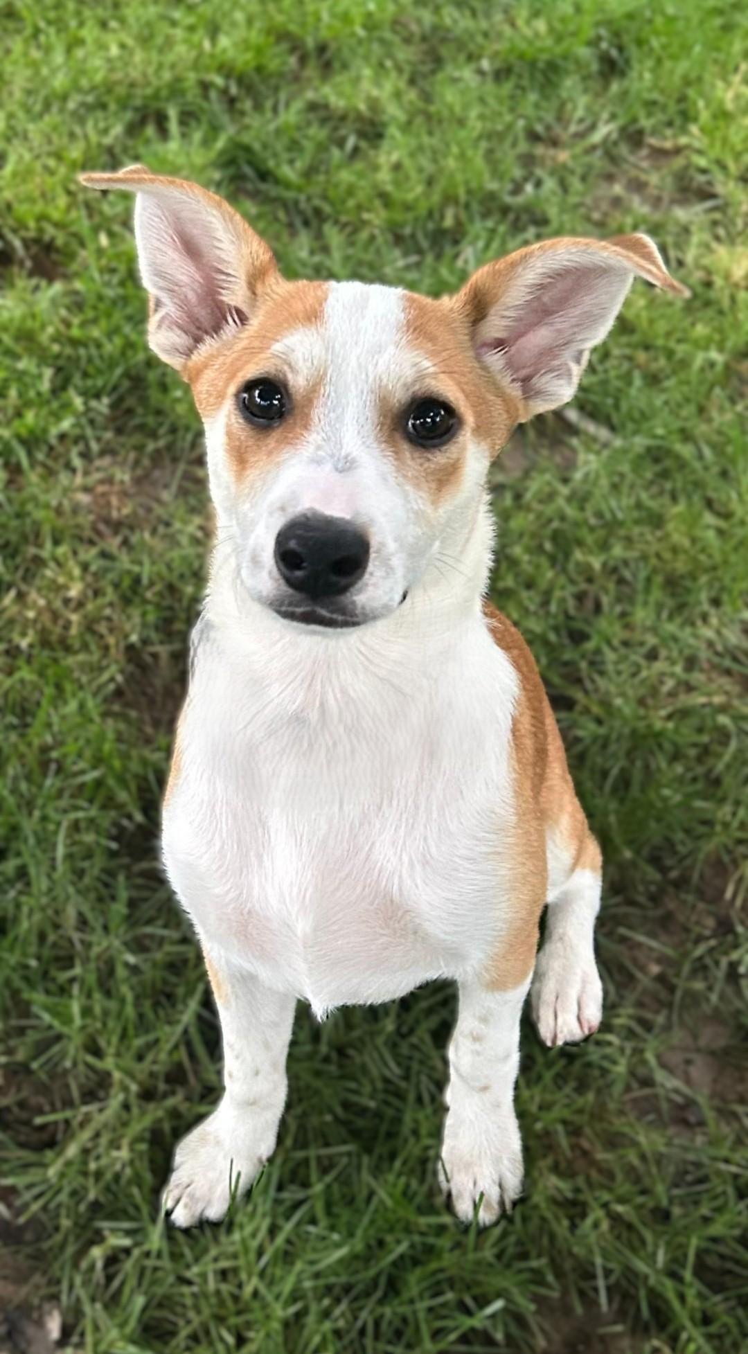 Prissy, adopted, Puppy Female Beagle & Corgi.