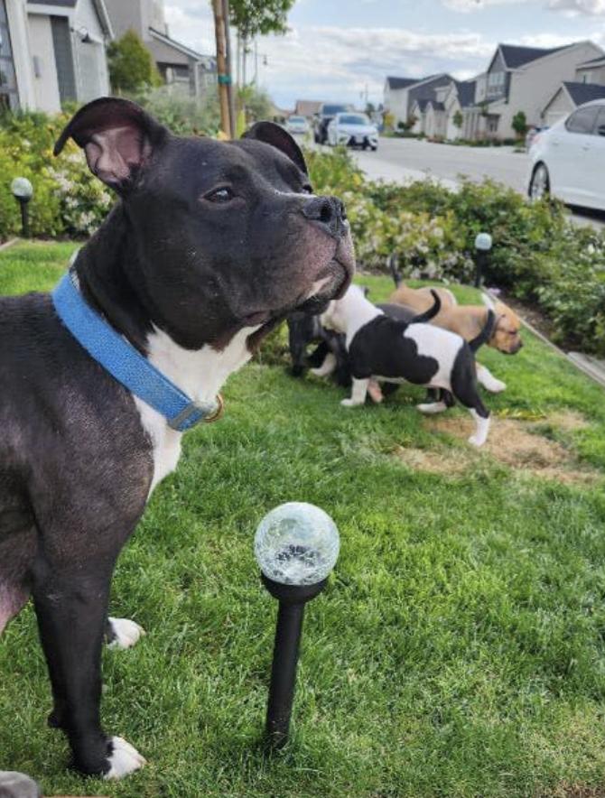 Enlarge Bia, a Adoptable mixed breed in San Francisco, CA image 1/4