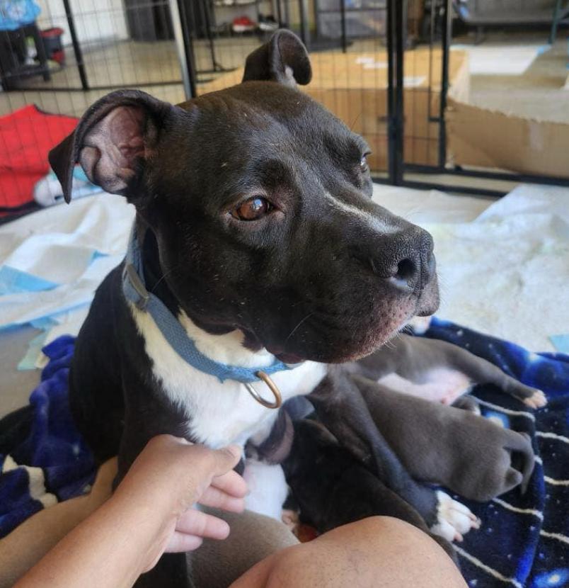 Enlarge Bia, a Adoptable mixed breed in San Francisco, CA image 2/4