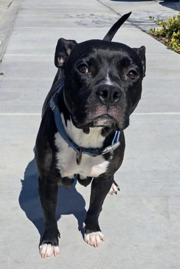 Enlarge Bia, a Adoptable mixed breed in San Francisco, CA image 4/4