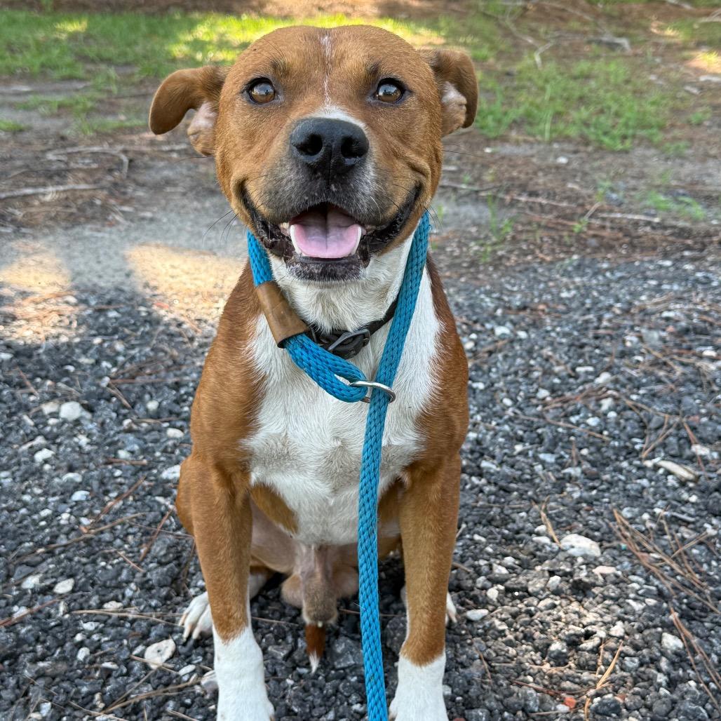 Enlarge Duke, a Adoptable Mixed Breed in Millen, GA image 1/1