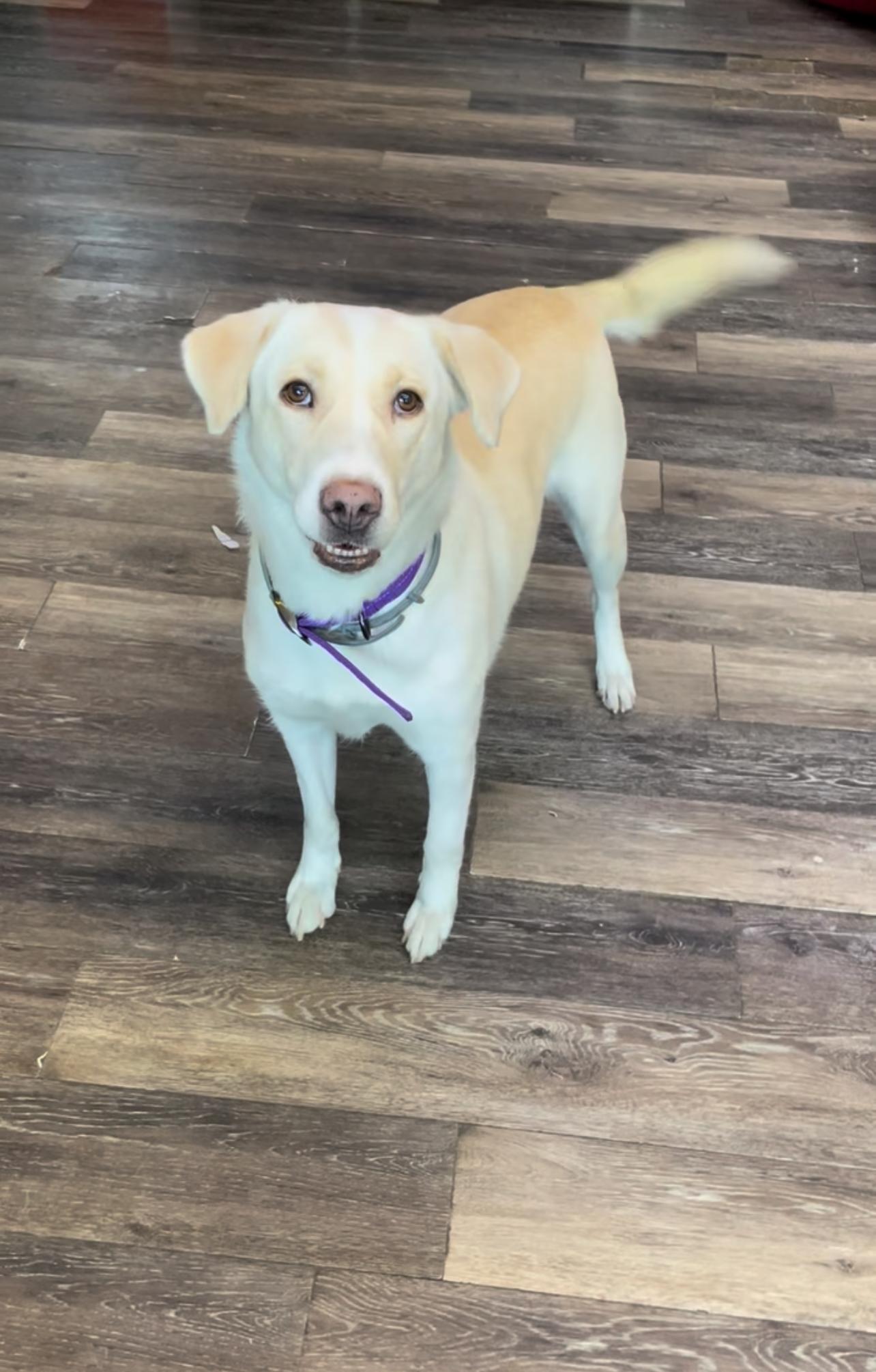 Enlarge Nala, a Adopted Yellow Labrador Retriever in Tyler, TX image 1/3