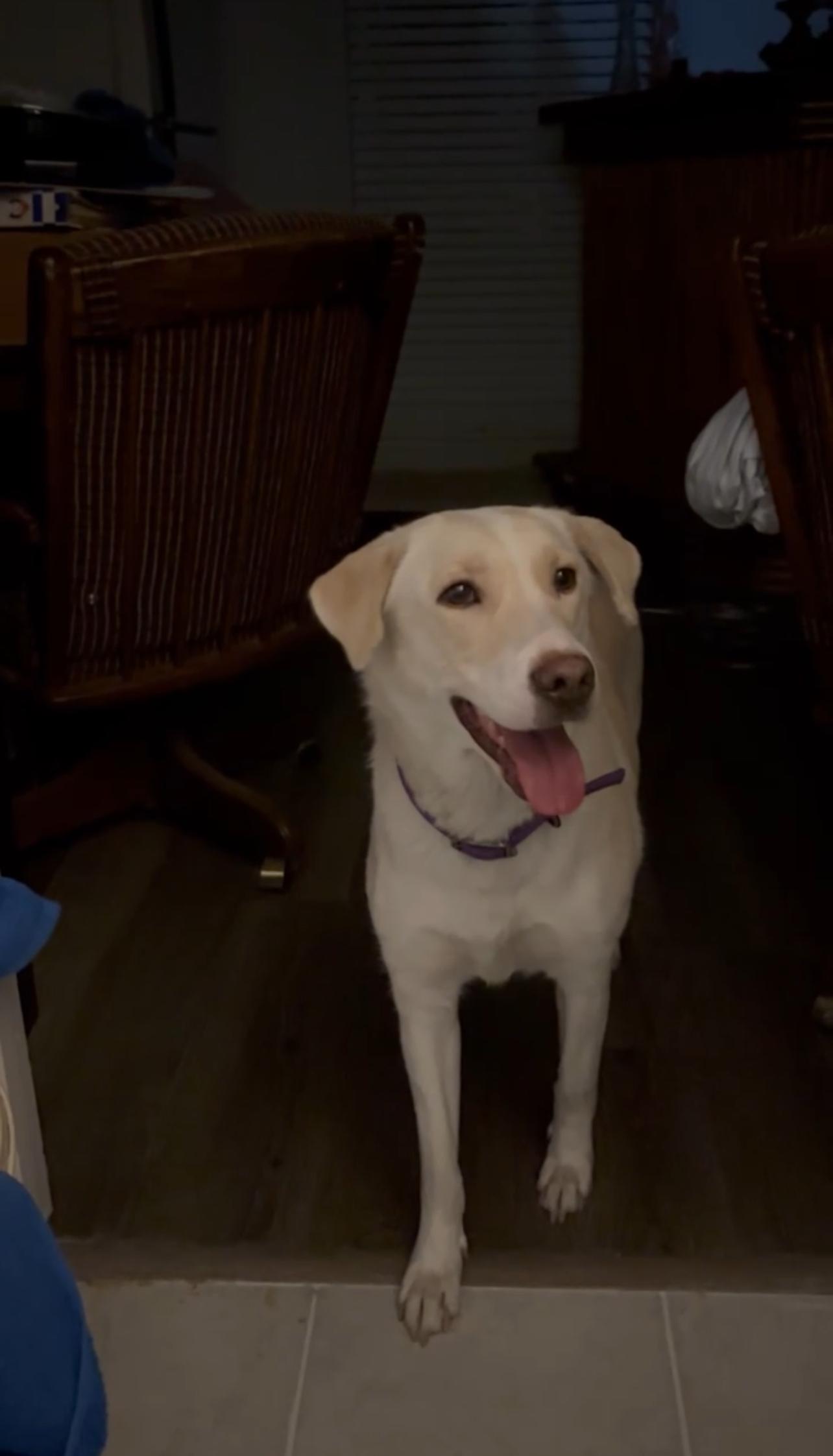Enlarge Nala, a Adopted Yellow Labrador Retriever in Tyler, TX image 2/3