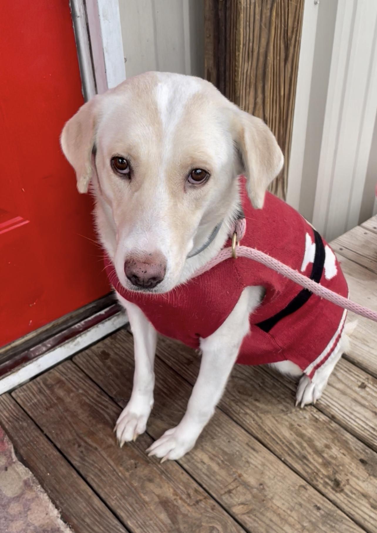 Enlarge Nala, a Adopted Yellow Labrador Retriever in Tyler, TX image 3/3