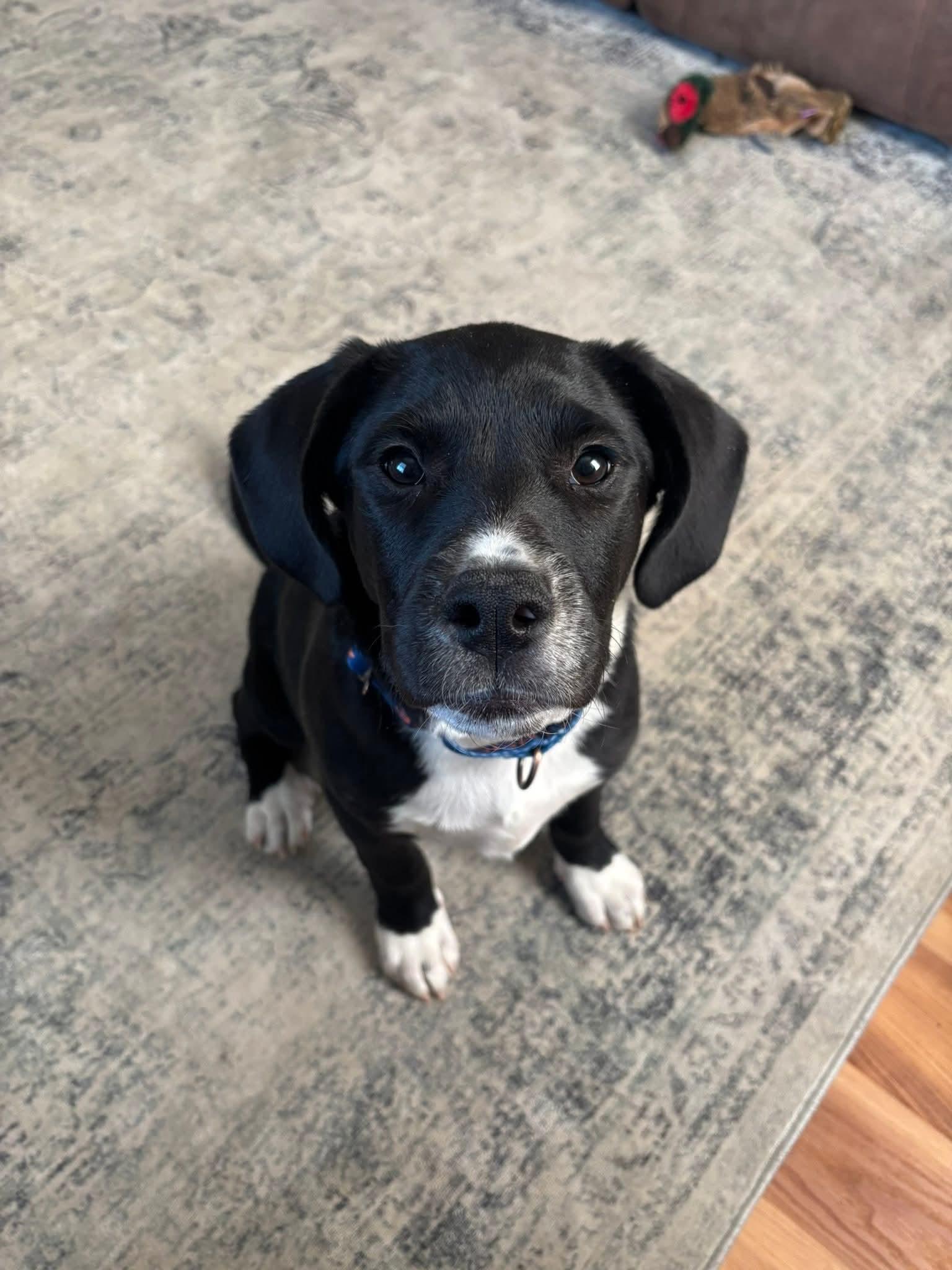 Enlarge GUS    $425, a ADOPTABLE mixed breed in Milwaukee, WI image 4/6